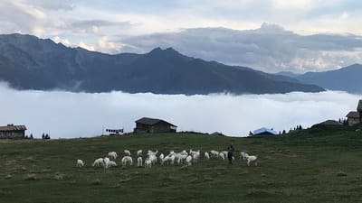 Rize