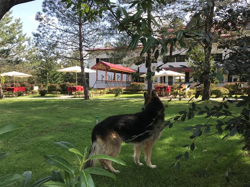 Pınar Kır Evi